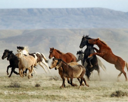 Western Mustangs Wild Americans Or Feral Spaniards
